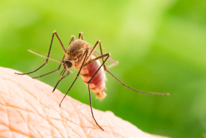 mythe over malaria