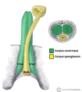 Anatomie van de penis (bron: Teach Me Anatomy)
