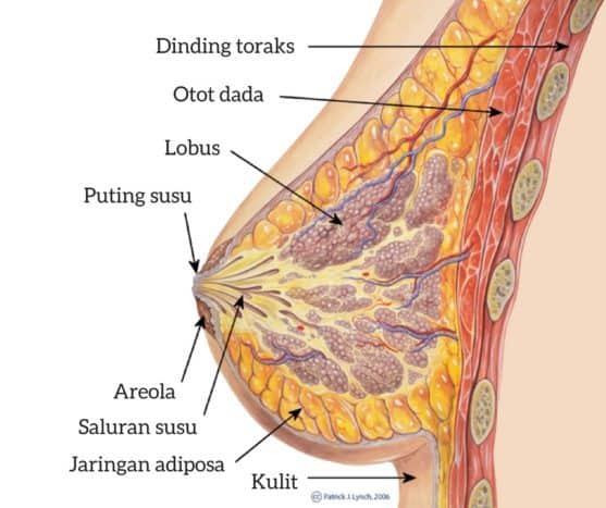 borst anatomie