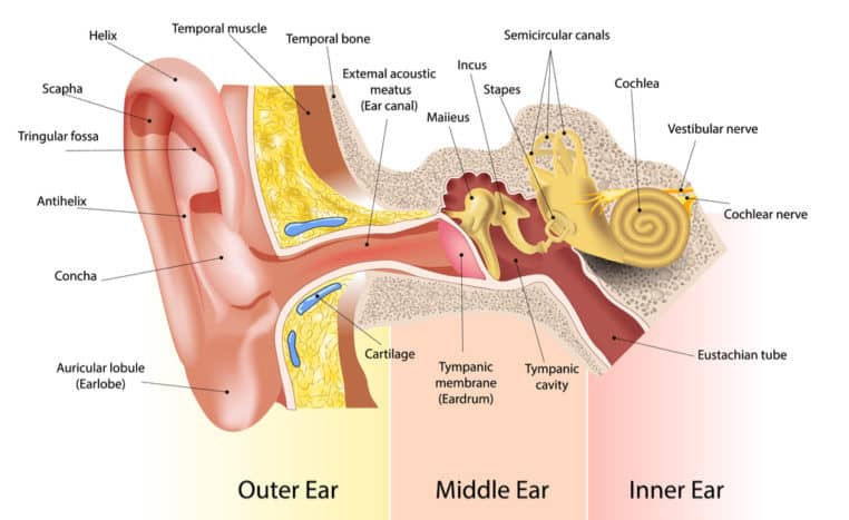 deel van het oor