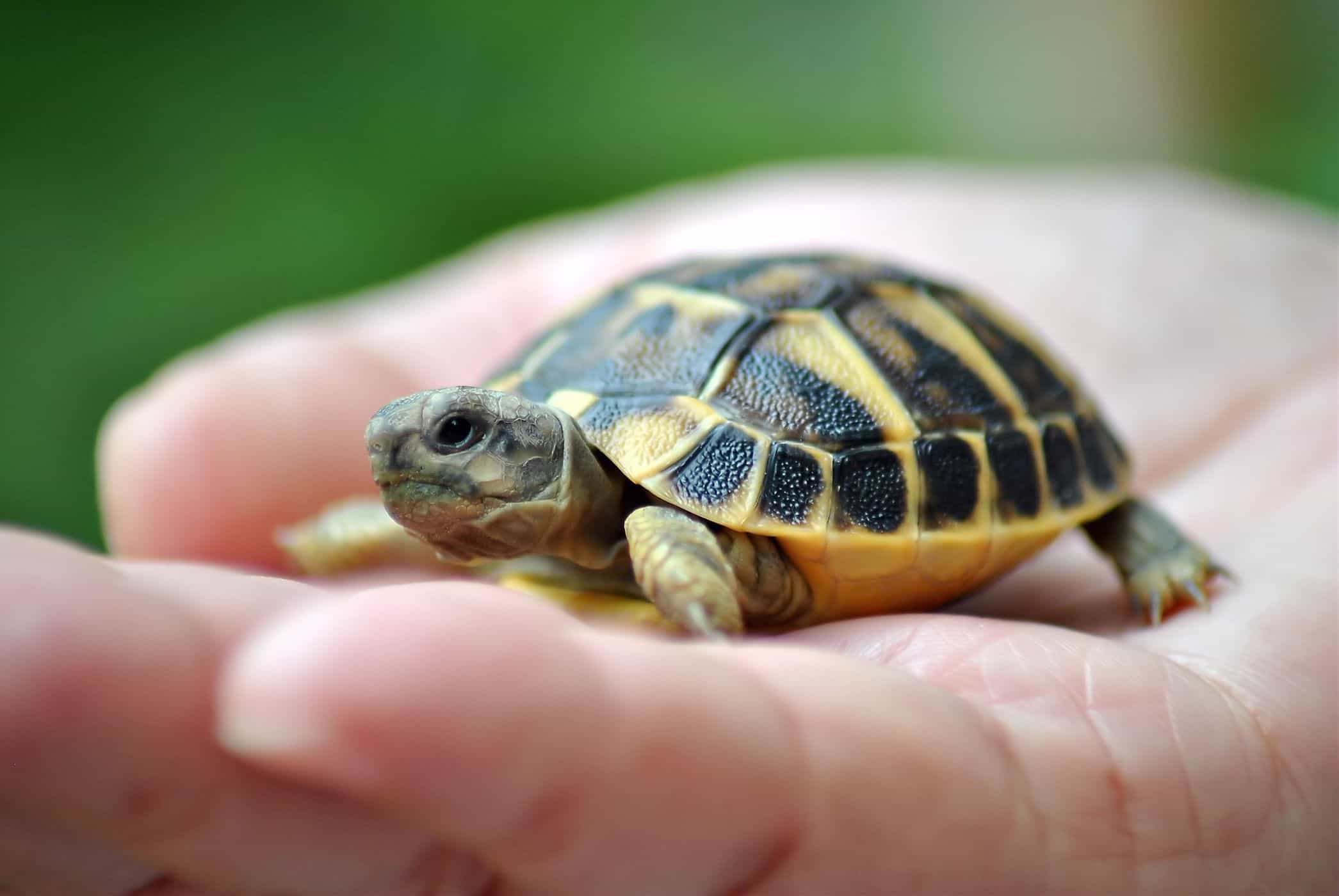 het houden van schildpadden verhoogt het risico op salmonella-infectie