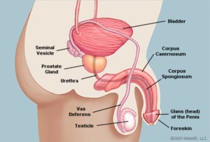 De anatomie van de penis ziet er zijdelings uit (bron: WebMD)