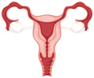 vrouwelijk voortplantingssysteem