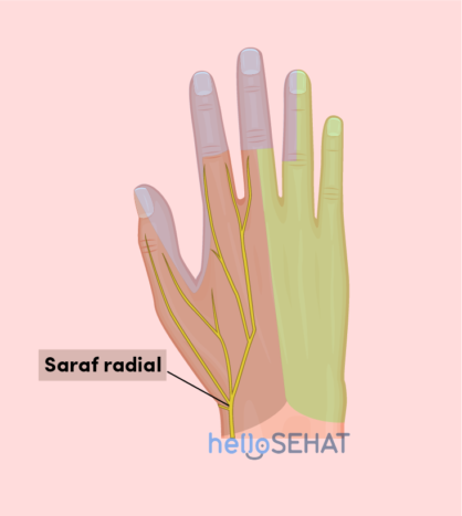 afbeelding van de hand - radiale zenuw