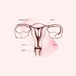 Anatomie in de vagina (bron: Teen Vogue)